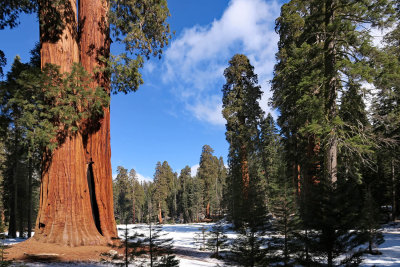 Sequoia National Park, Feb 2020