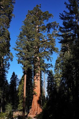 Kings Canyon National Park, Feb 2020