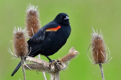 Ridgefield NWR 2020-05-19