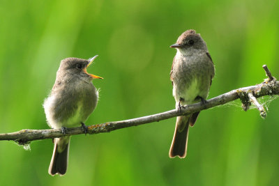 Ridgefield NWR 2008-08-31