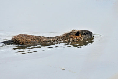 Ridgefield NWR 2008-08-31