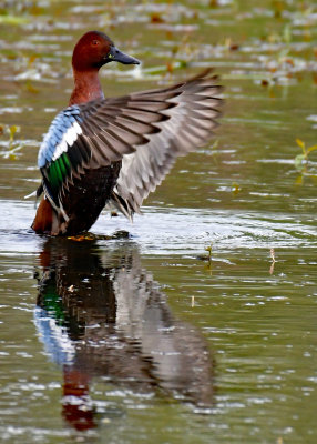 Ridgefield NWR 2020-05-26