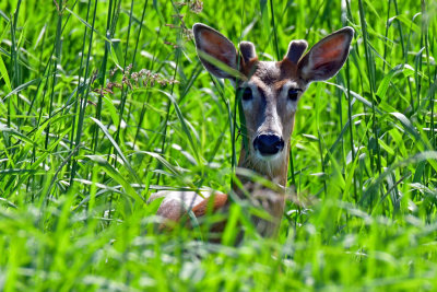 Ridgefield NWR 2020-05-26