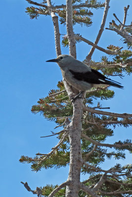 IMG_7733p.jpg