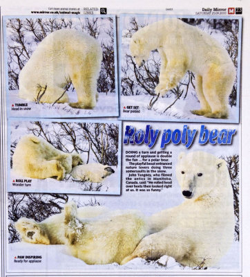 Polar bear scan2e.jpg