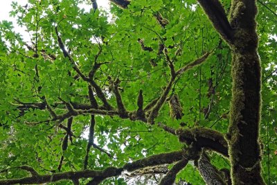 Eagle Fern Park, Oregon, August 17, 2021