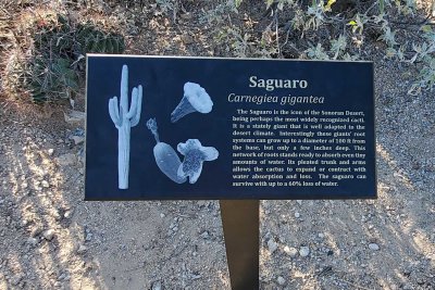 Sabino Canyon, Tucson, Arizona March 18, 2022