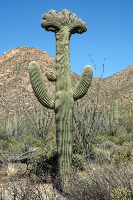 Saguaro National Park - West (Tucson Mountain District), Arizona March 18, 2022