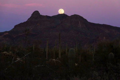 Organ Pipe Cactus National Monument, Arizona, March 17, 2022