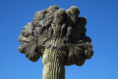 Crested Saguaros, Arizona March 15 and 18, 2022