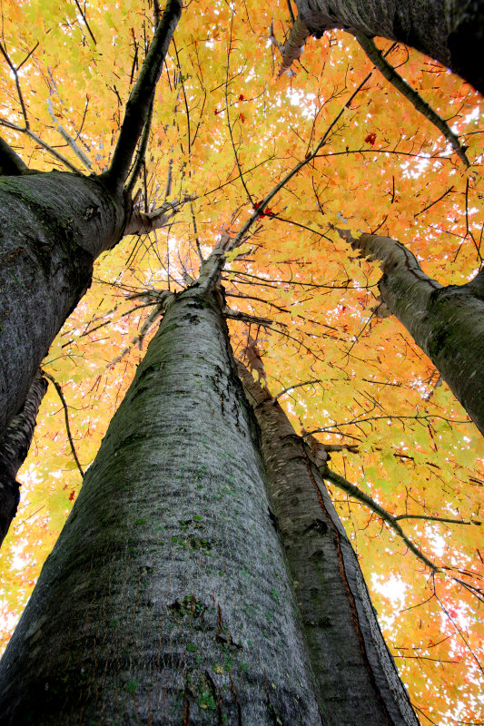 Focus Bracketing Sample