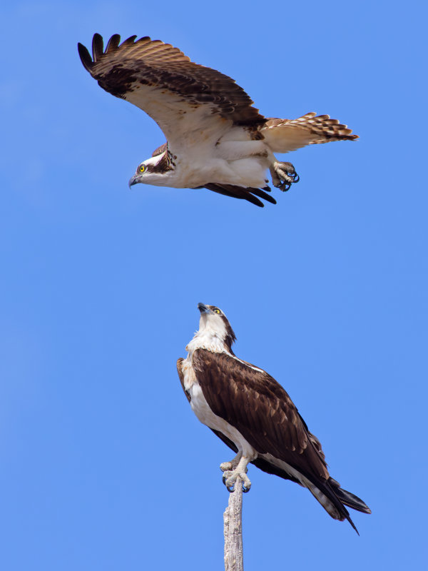 Show-off
