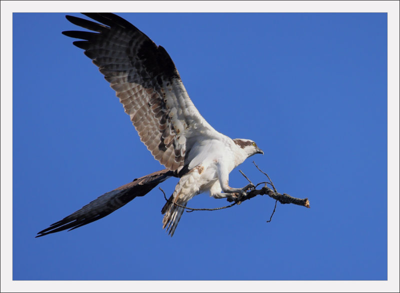 Osprey with Branch