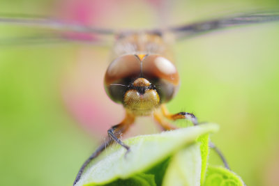 IMG_6897 100% crop