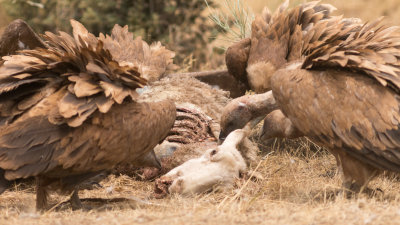 Vultures of Monfragüe