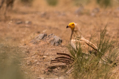 Vultures of Monfrage