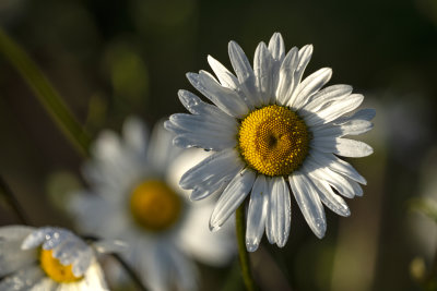 g12/63/383763/3/169747017.rkbdkLX3.jpg