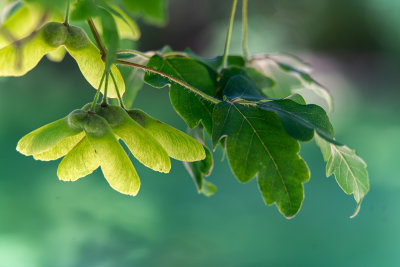 Oxford Botanical Garden 2020
