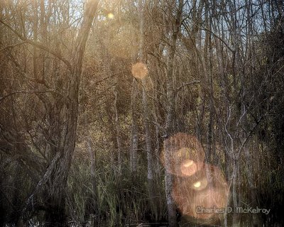 The Woods