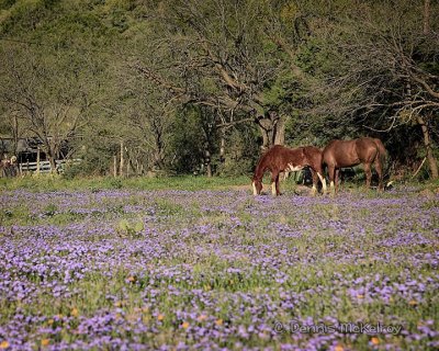 Horses 