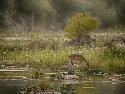 Wildlife 3