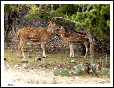 Wildlife 2