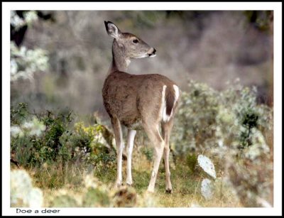 Wildlife 1