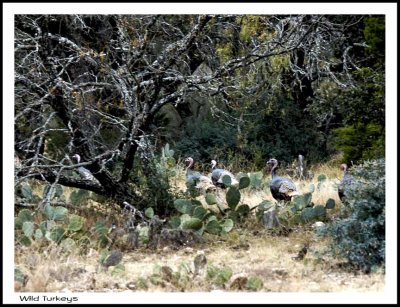 Bierschwale Ranch Gobblers