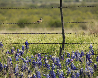 Wildflowers in the Hill Country 6