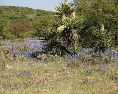 Wildflowers in the Hill Country 5