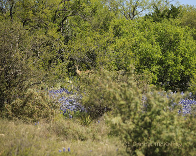 Wildflowers in the Hill Country 4