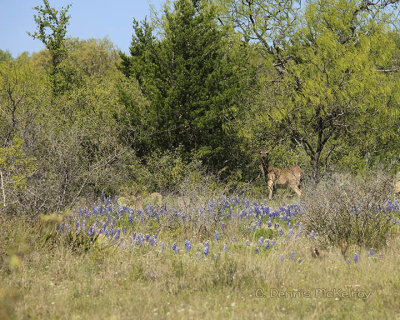 Wildflowers in the Hill Country 3