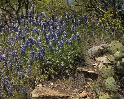 Wildflowers in the Hill Country 2