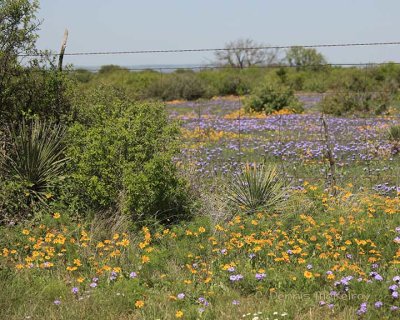 Wildflowers in the Hill Country