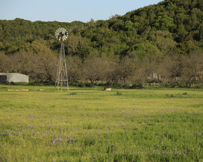 Open field