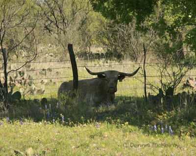 Texas
