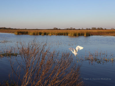 egret-21-1.jpg