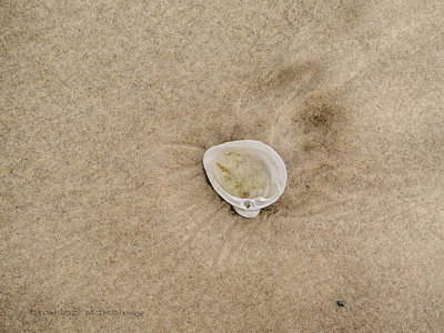 shell 1.jpg