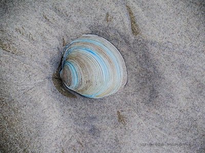 shell.jpg