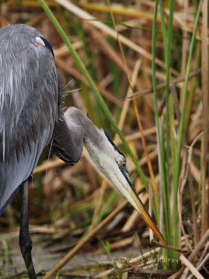gbh 1.jpg