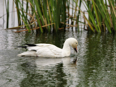 goose.jpg