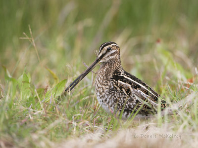 snipe.jpg