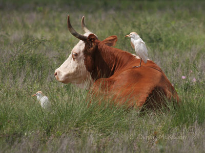 cow_birds.jpg