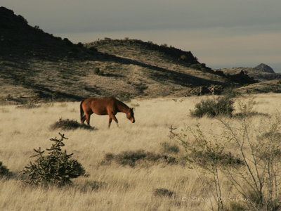 horses 1.jpg