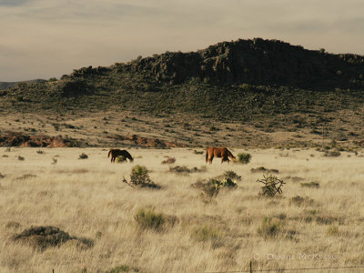 horses 2.jpg