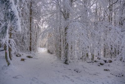 DSC_2472.jpg
