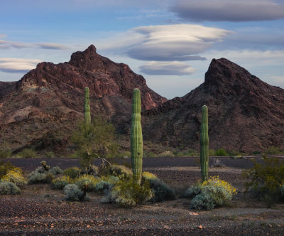 AZ Desert