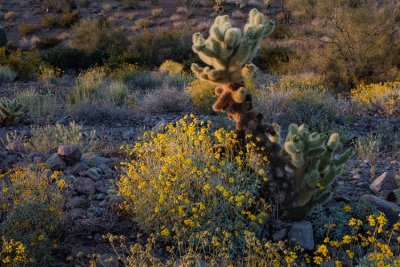 AZ Desert