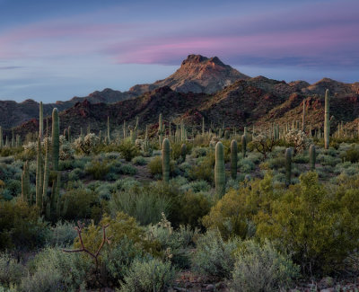 organ_pipe_nm