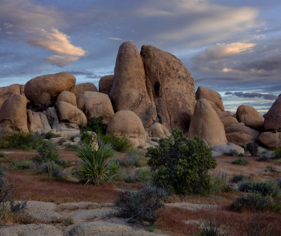 Joshua Tree